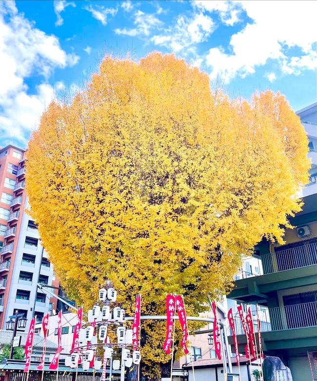 お櫛田さんの大銀杏も綺麗❣️