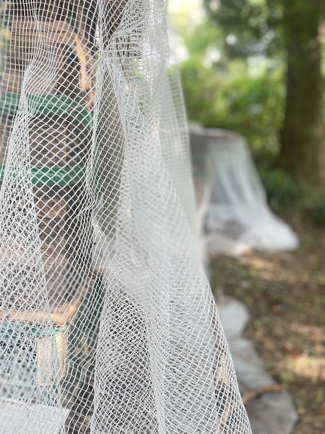 福岡大学のハチさん 🍃 ❣️