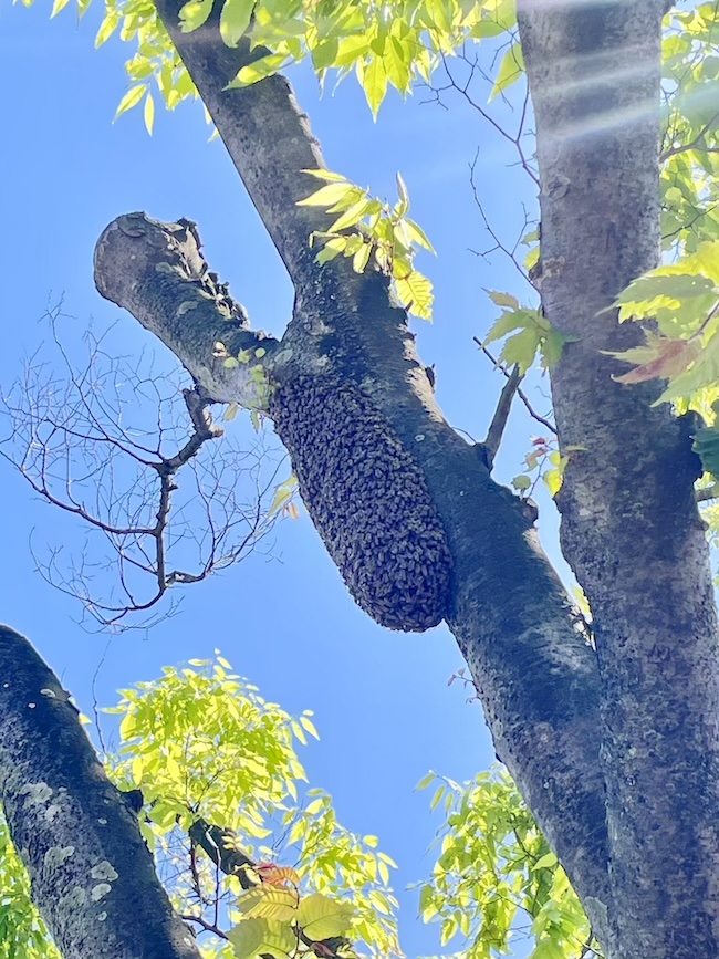 おおほりハニー 🐝🍯✨