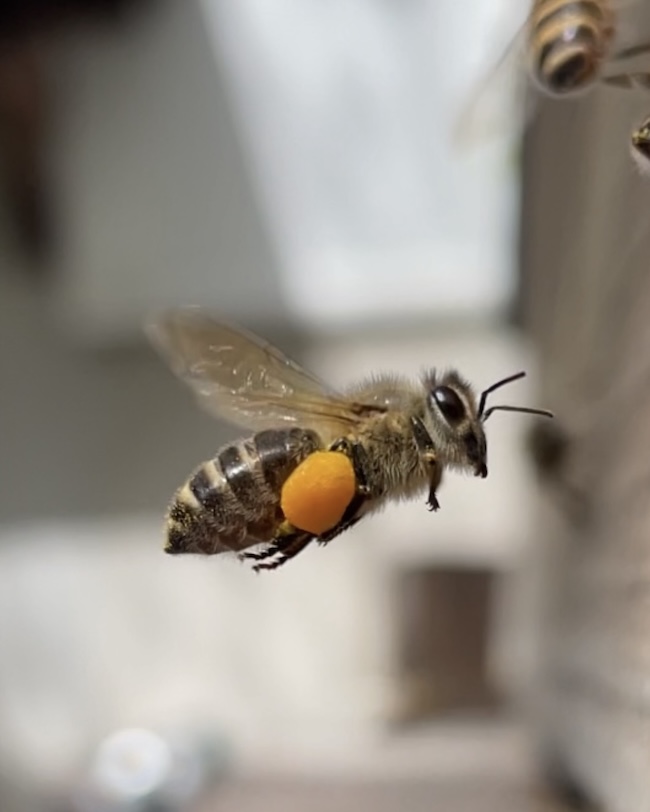 世界ミツバチの日　World Bee Day 🐝✨