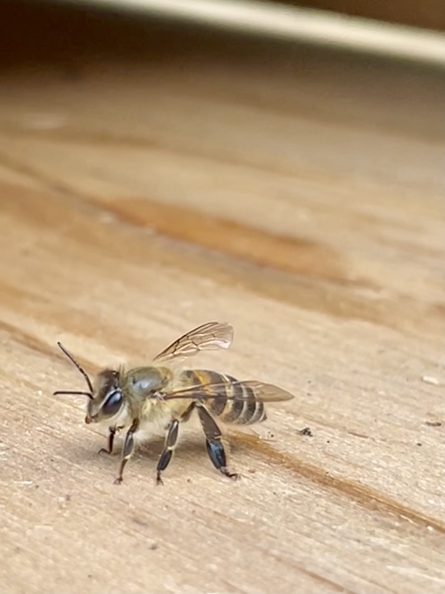 筑紫ヶ丘のハチさん 🐝 ⛳️
