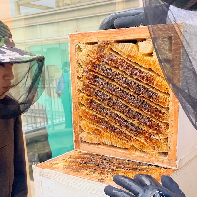 ３度目の採蜜に成功❣️