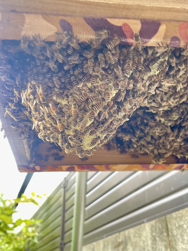 今日も採蜜に継箱🤗