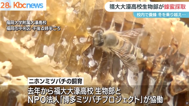 夕方ワイド情報番組『ぎゅっと』！🍯 KBC九州朝日放送