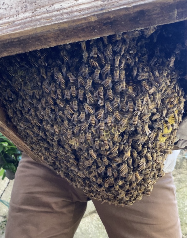ミツバチたちの様子を見ながら🍃