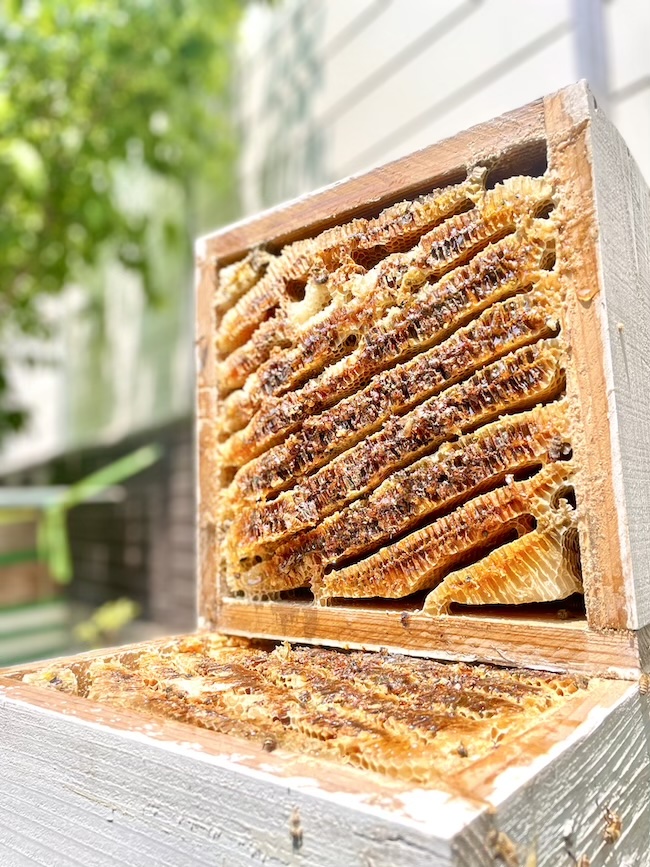 採蜜シーズンが本格スタート！🍯
