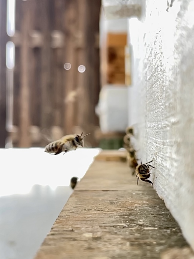 ここ糸島は 芥屋ゴルフ倶楽部⛳️