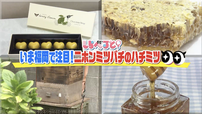 いま福岡で注目❣️ニホンミツバチのハチミツ✨