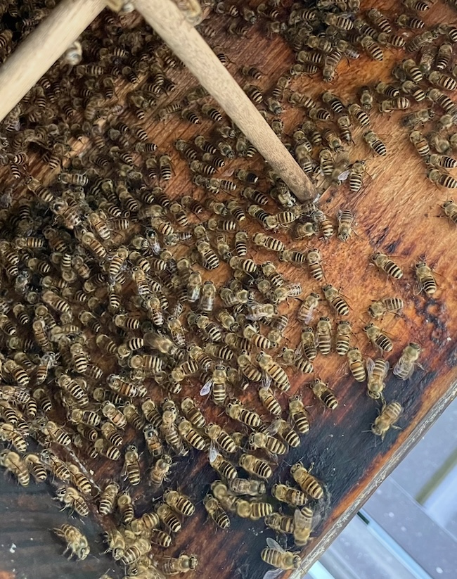 本日も継ぎ箱作業🐝💦💦