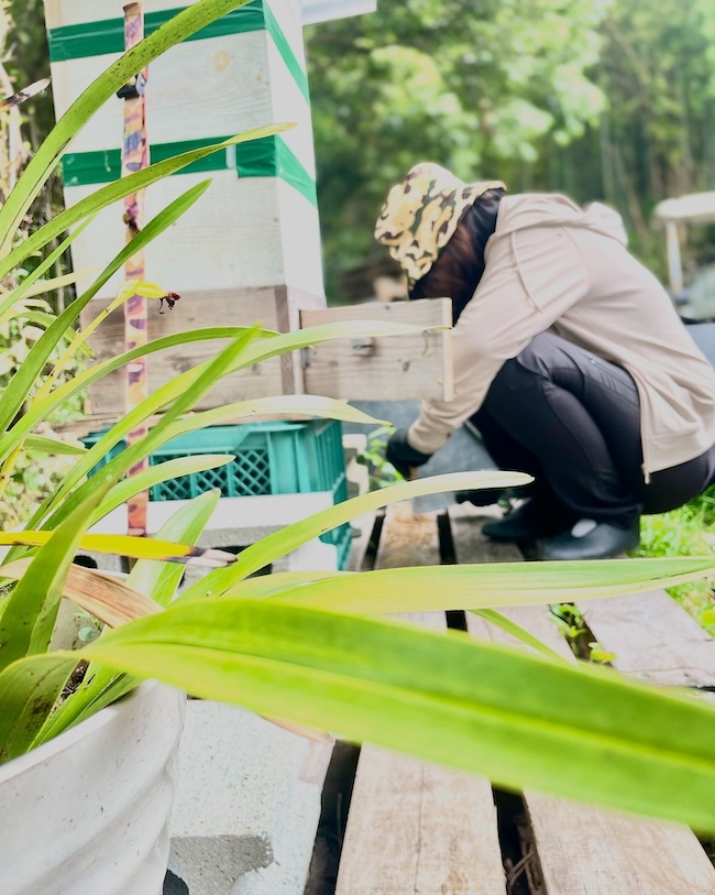 福岡雷山のハチさん 🐝⛳️