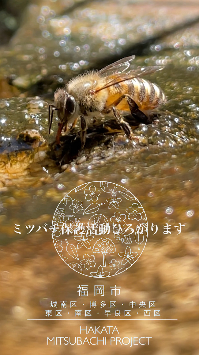 ミツバチ保護活動 ひろがります🍃