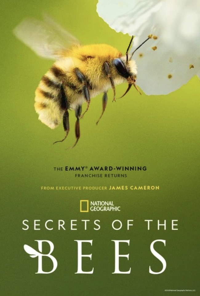 SECRETS OF THE BEES❣️