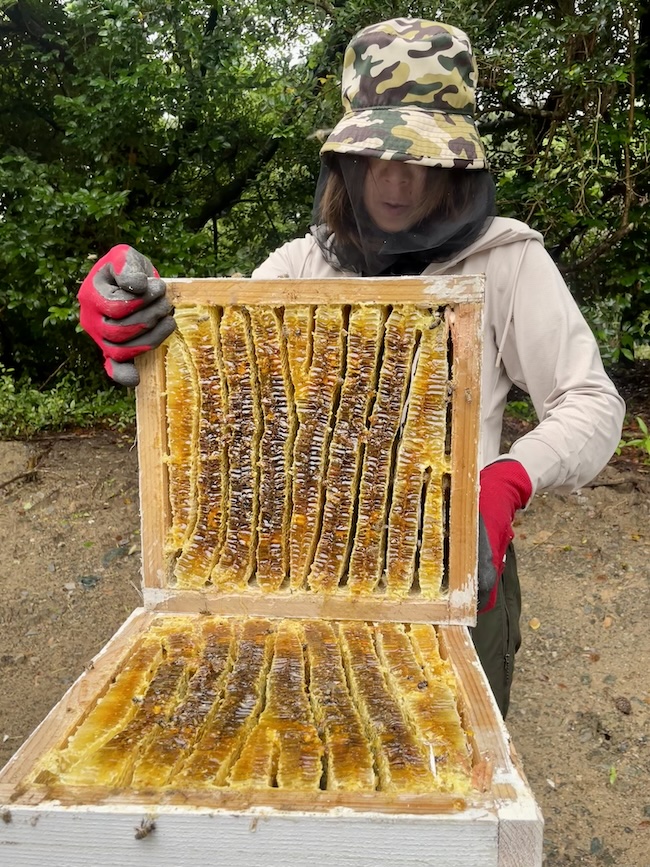 芥屋ゴルフ倶楽部 🍯