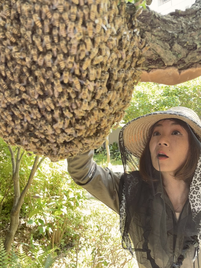 日本ミツバチ保護の相談について