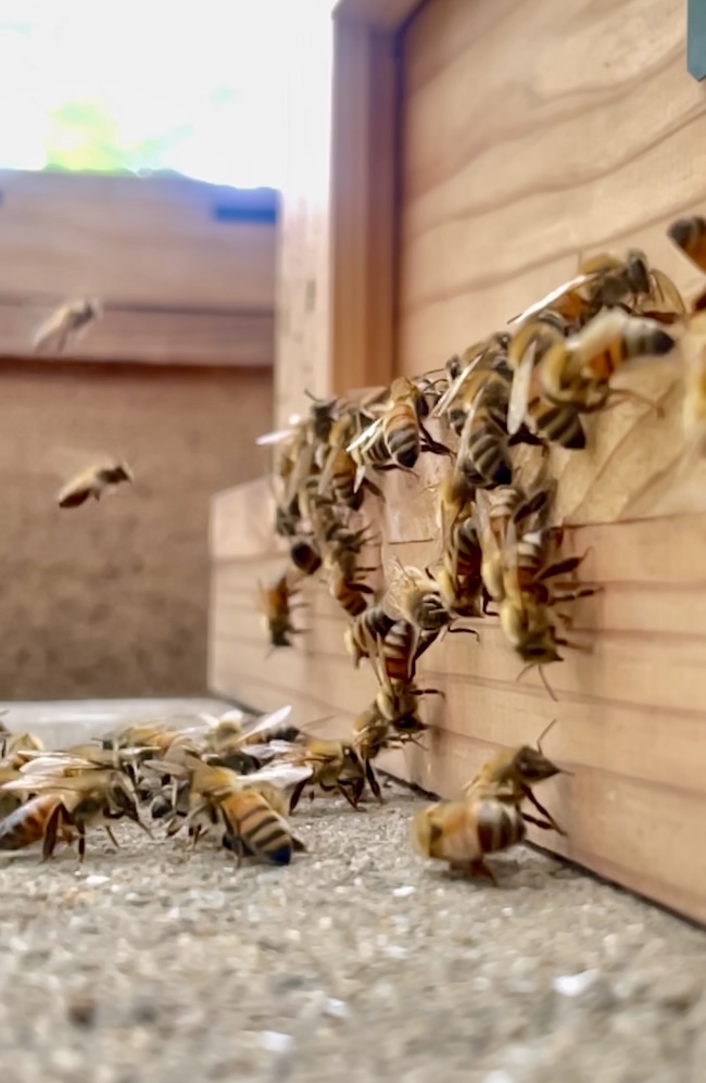 New Urban Apiary 🌳活動エリアが広がります