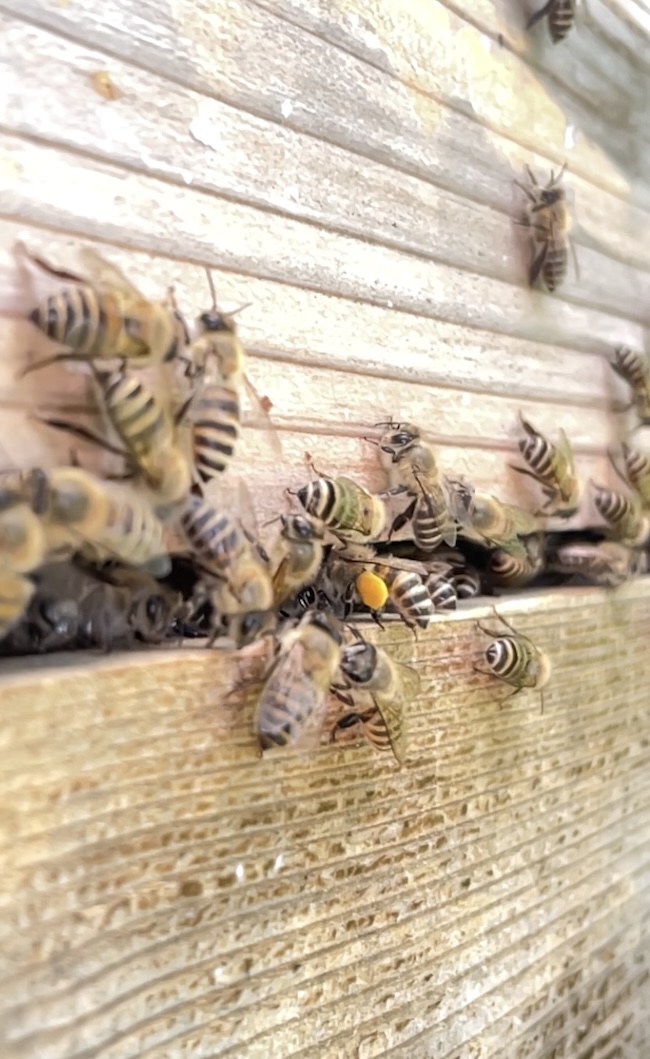 博多の夏！ミツバチも山笠も熱い🐝✨