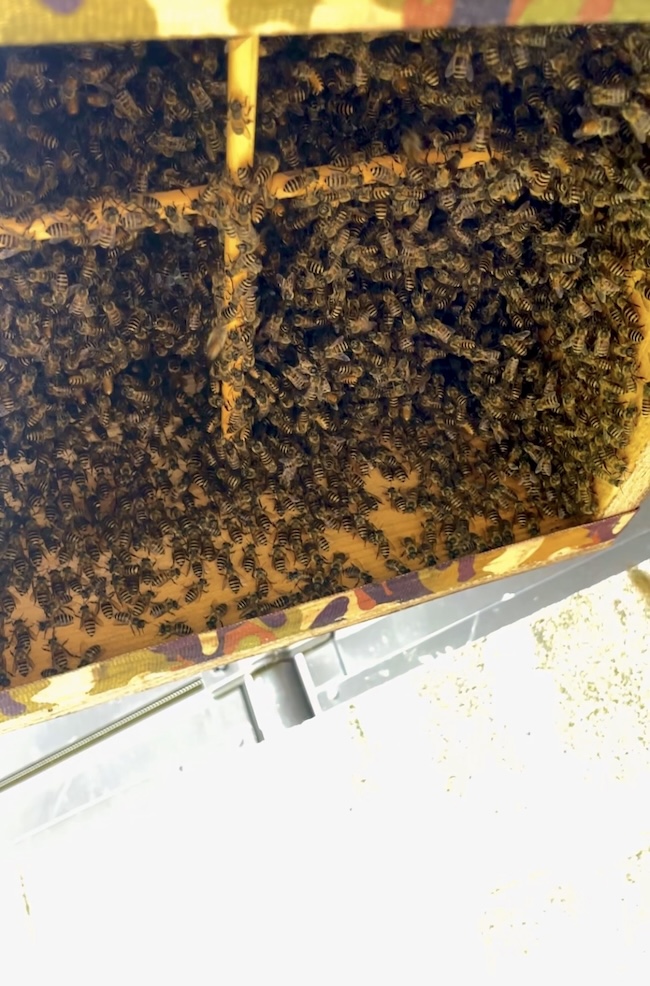令和8年8月8日🤗⁡🐝🌿