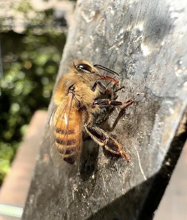 BEYOND HONEY②　　なぜ ミツバチは対立せずに決められるのか？