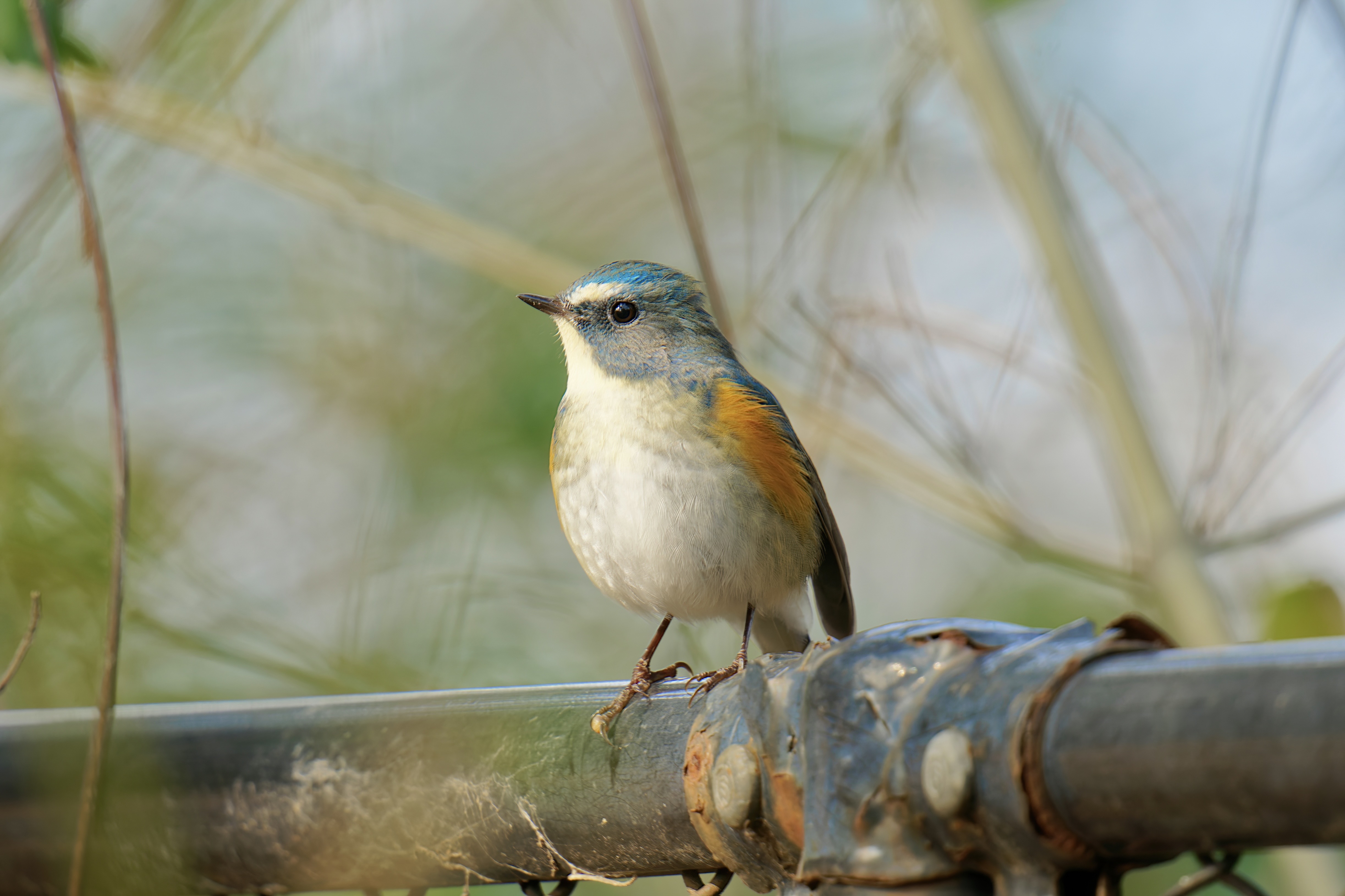 ガビチョウの探鳥