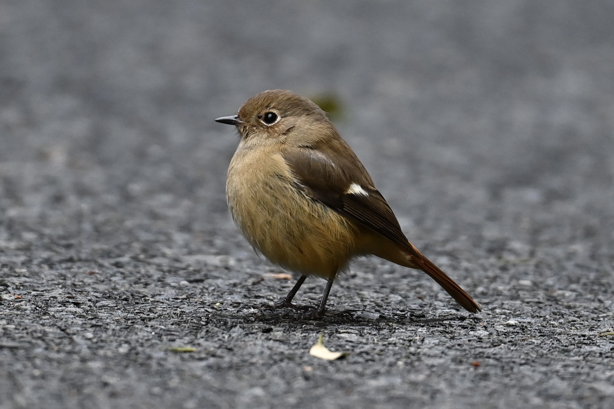 SONIDORIをよろしくお願いします♪