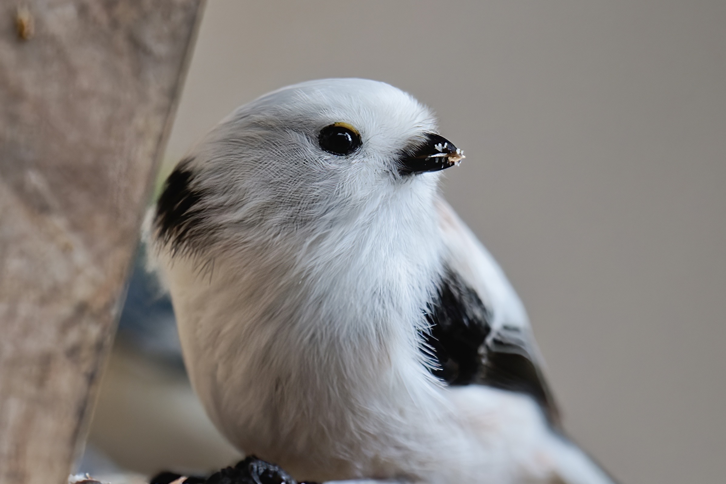 出張ついでに撮影を📷(北海道編)