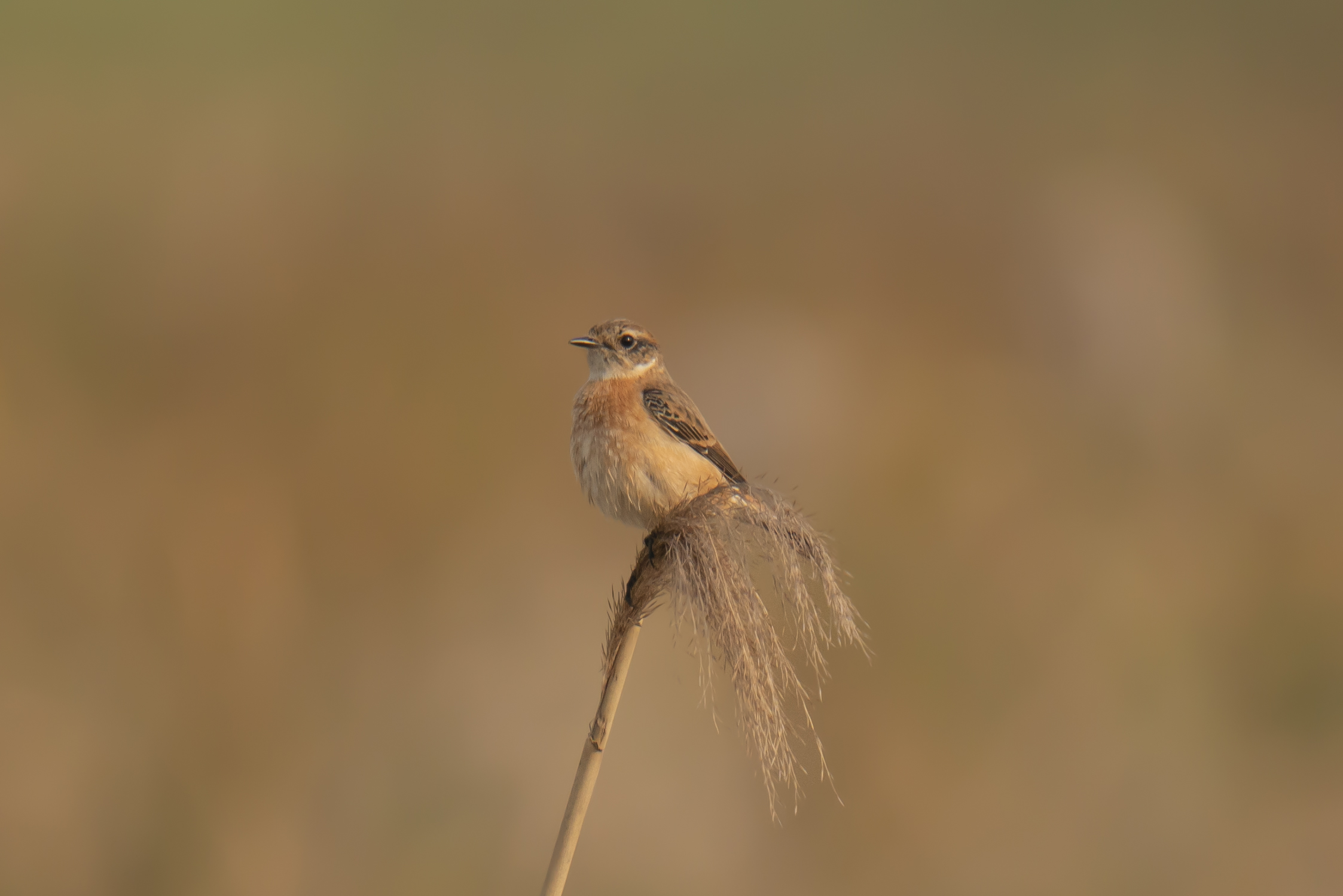 ポケモン世代にはたまらない”野鳥撮影” ～ ポケモンゲットだぜ！の感覚とは ～