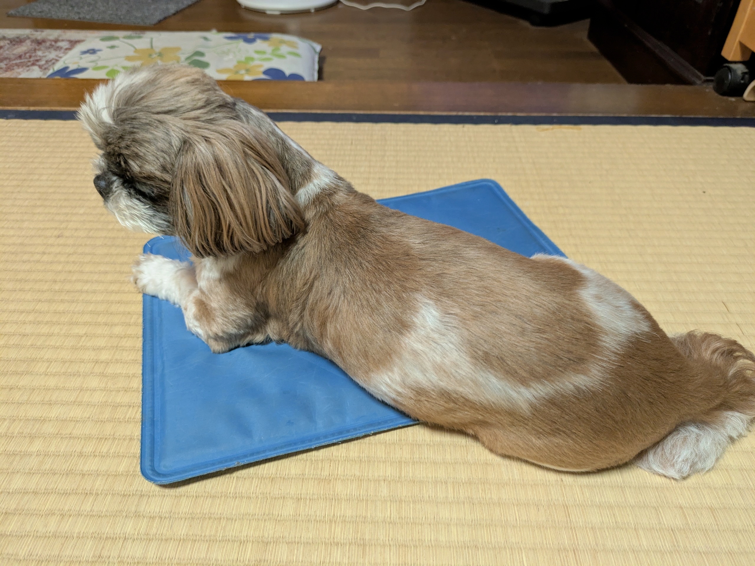 ちっちゃかったシート