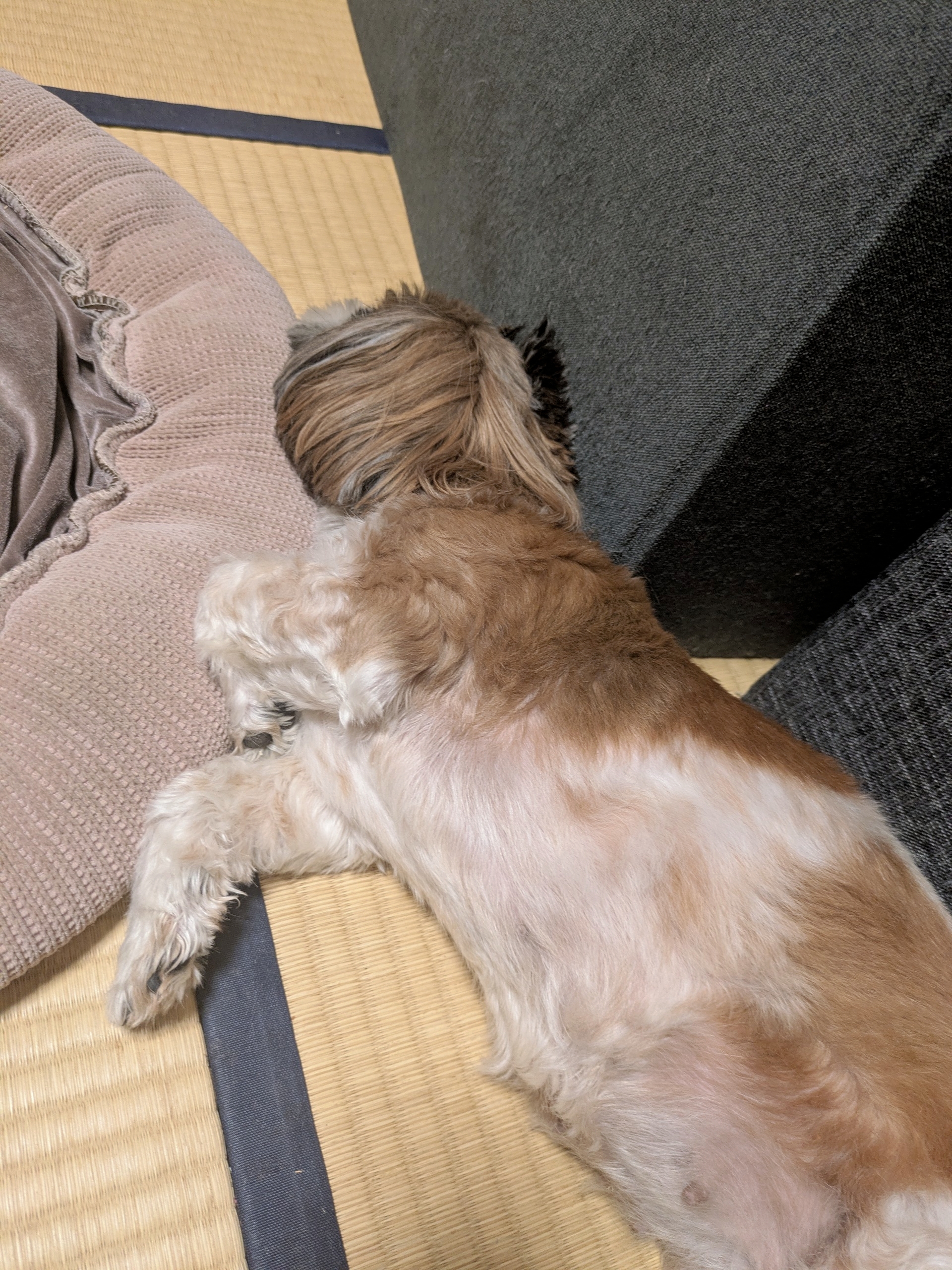 夏バテ