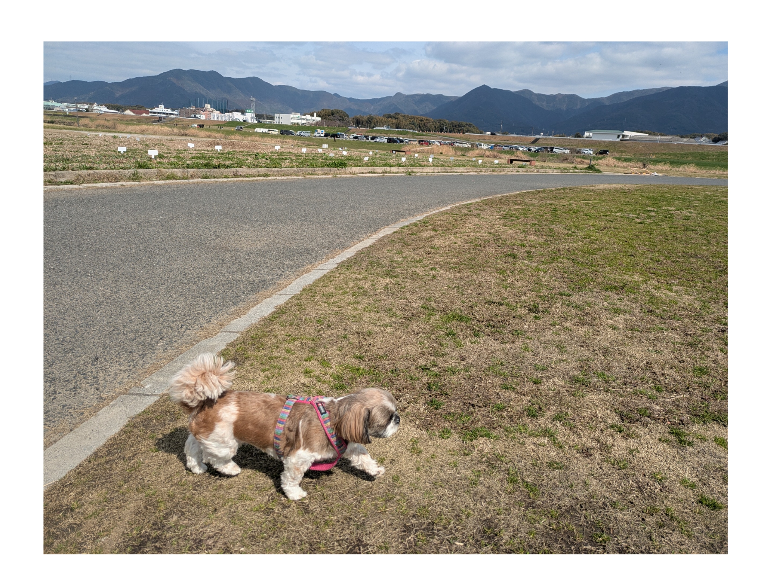 春ですね