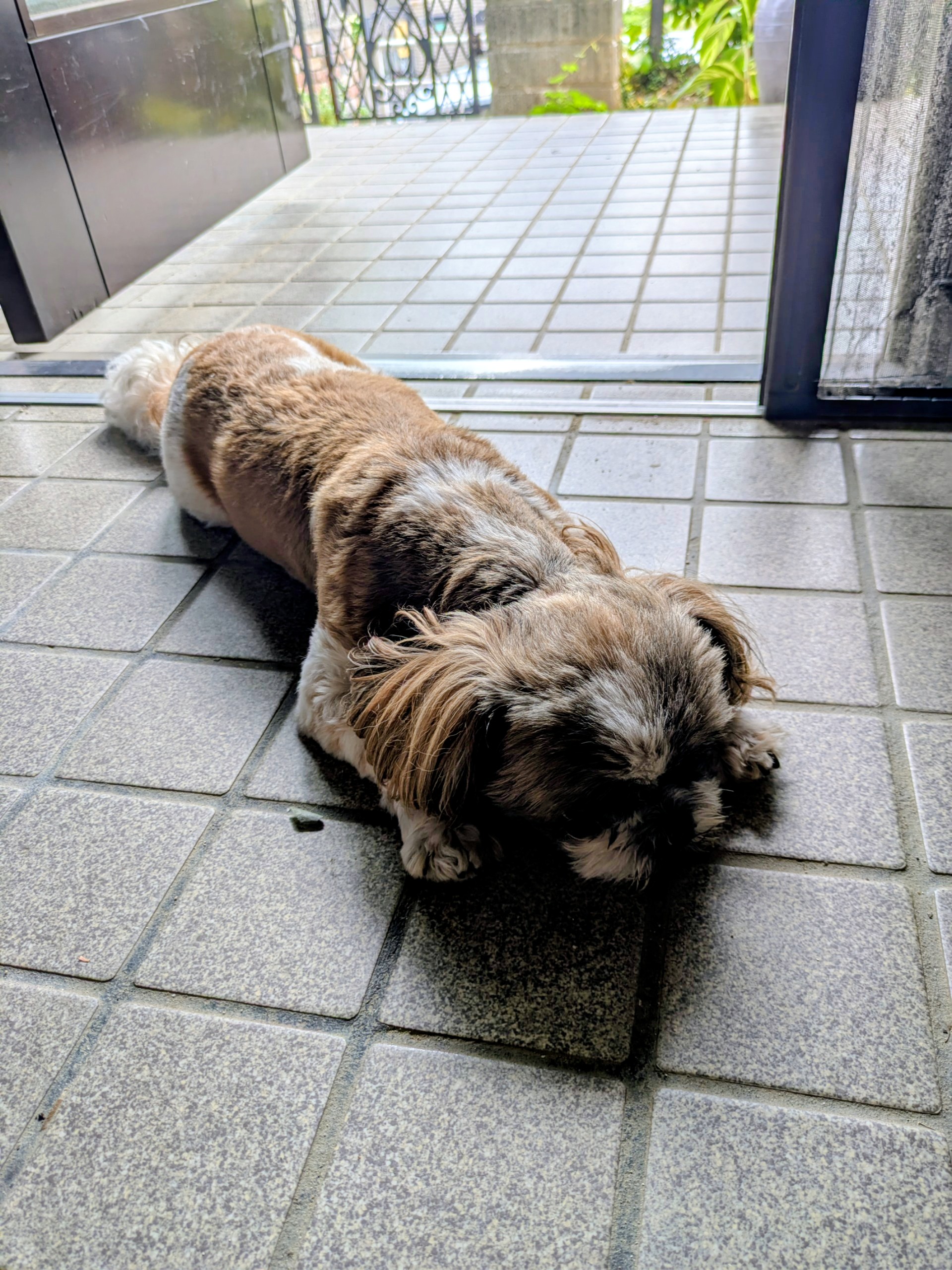 早起きします