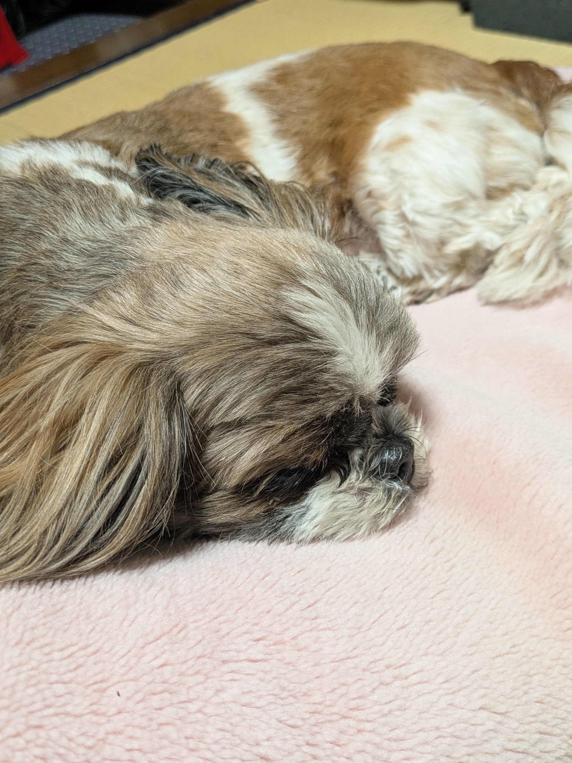 洗われたチャメ