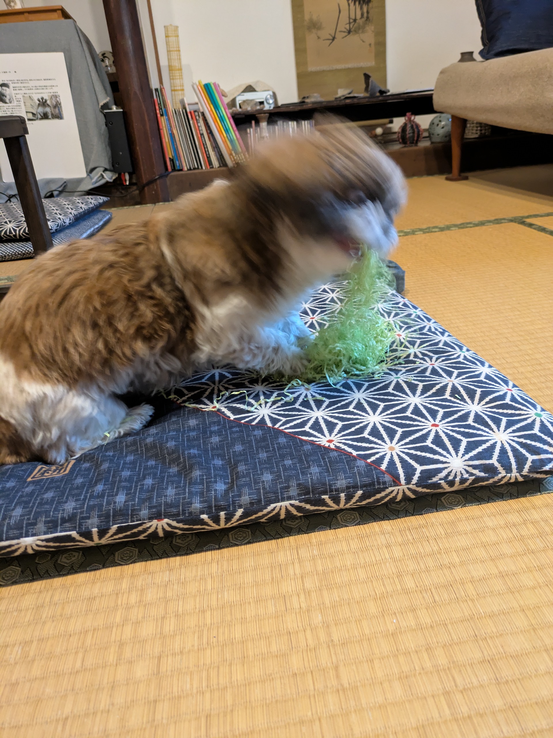 いつかのチャメ