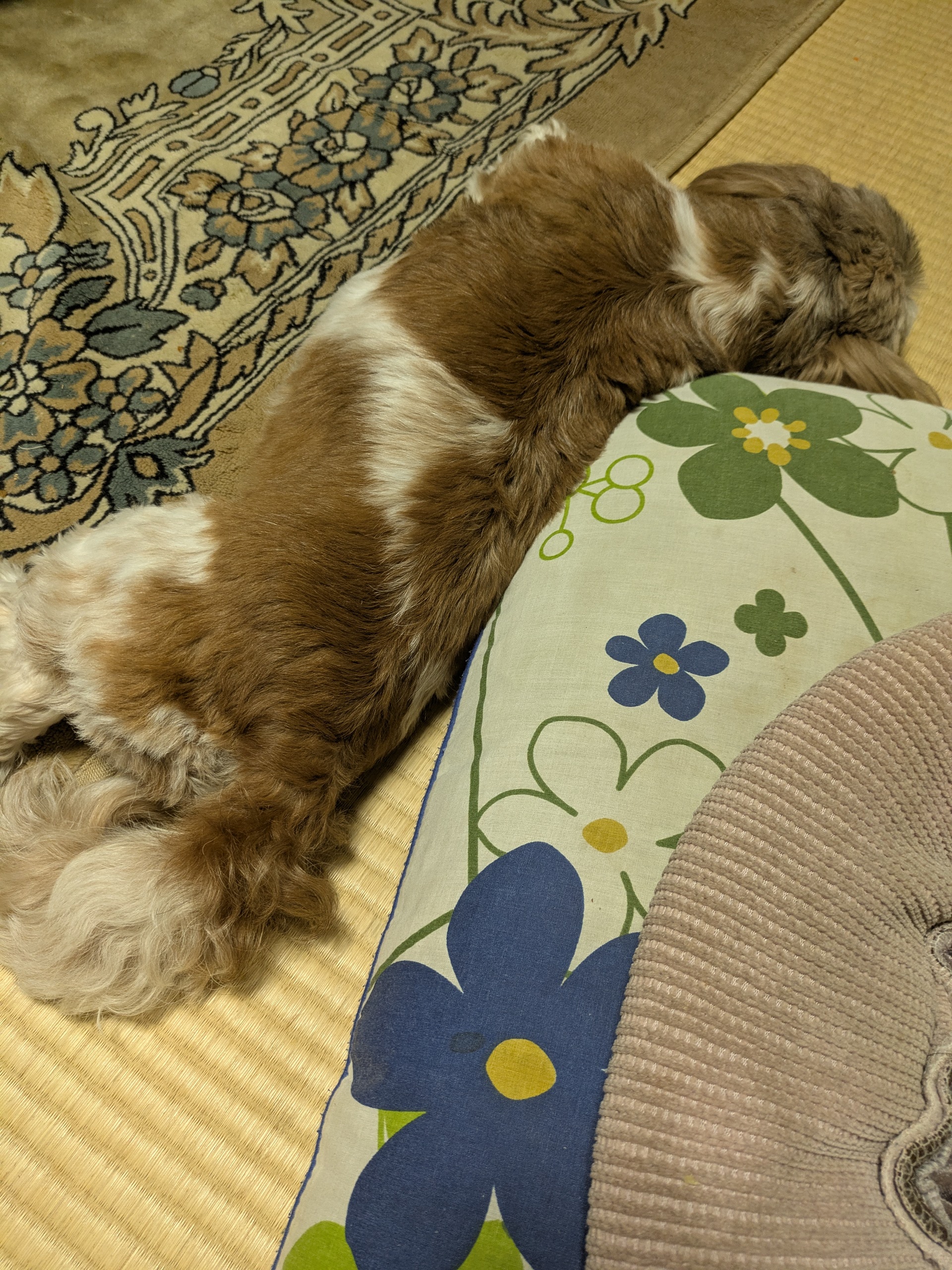 チャメの洗濯