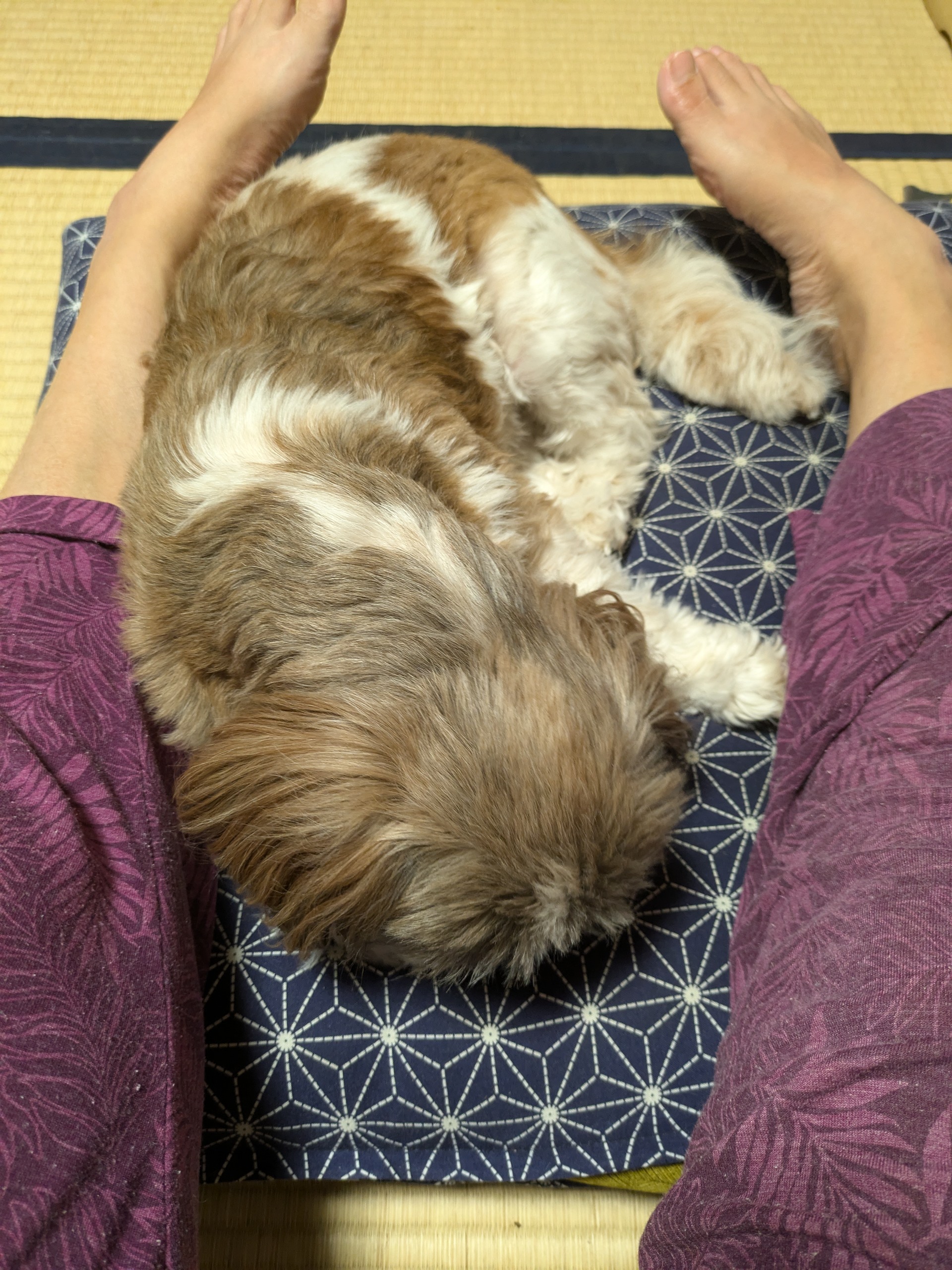 甘えちゃん