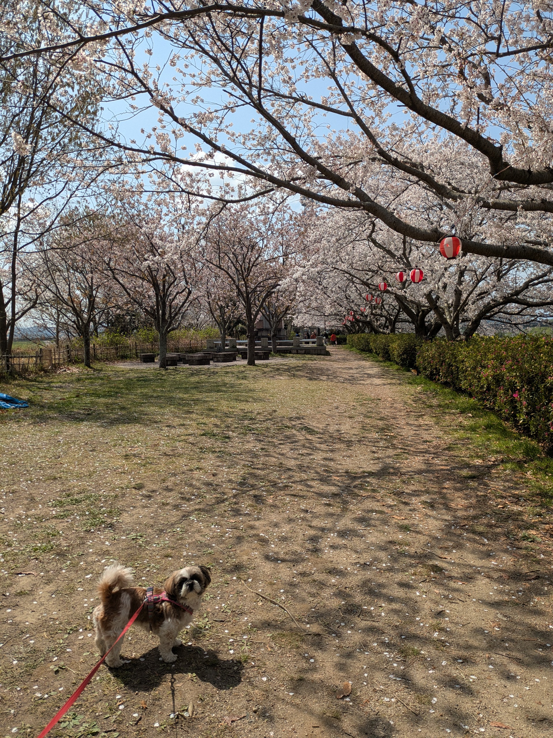 お花見がてら