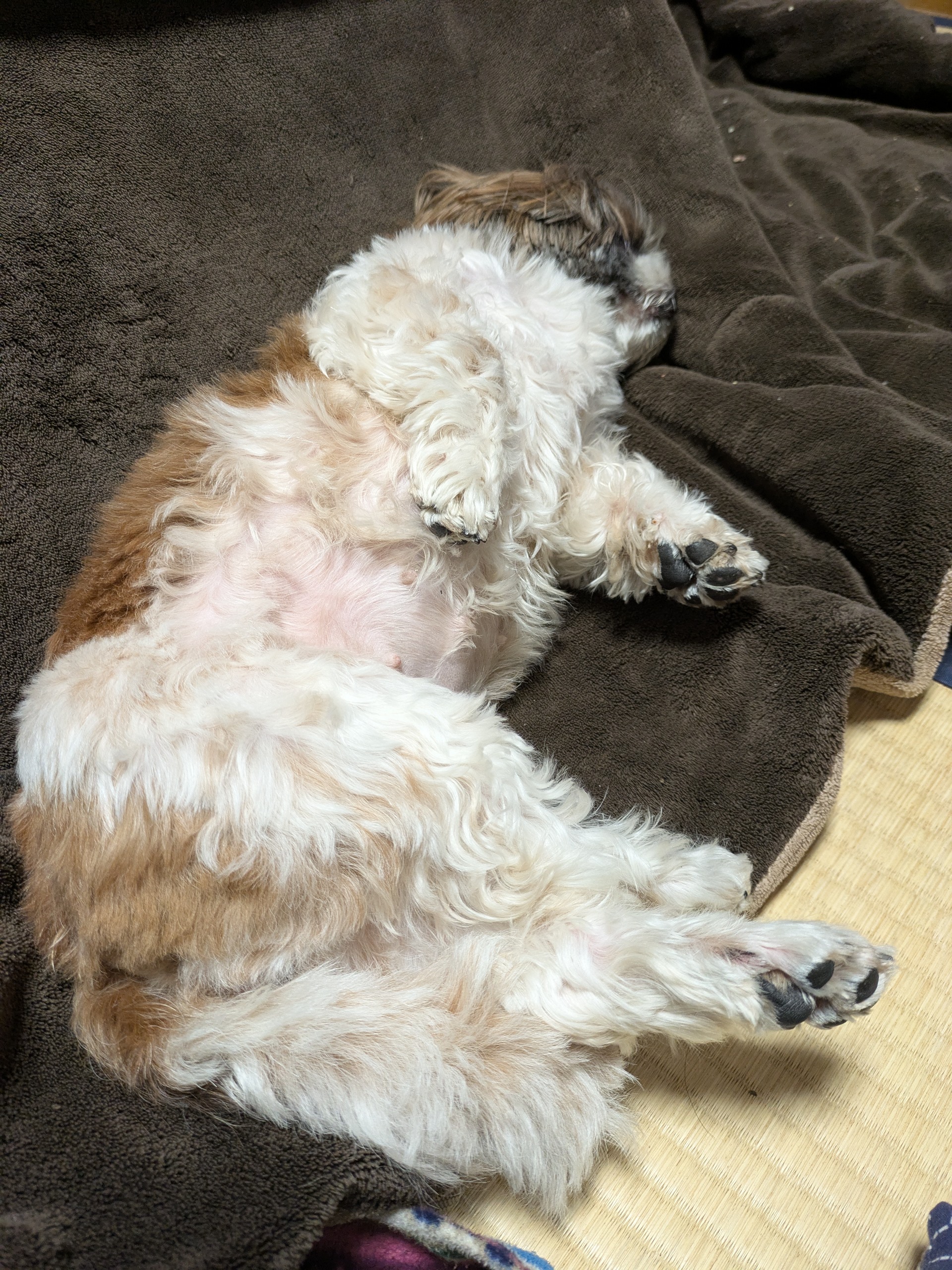 初日