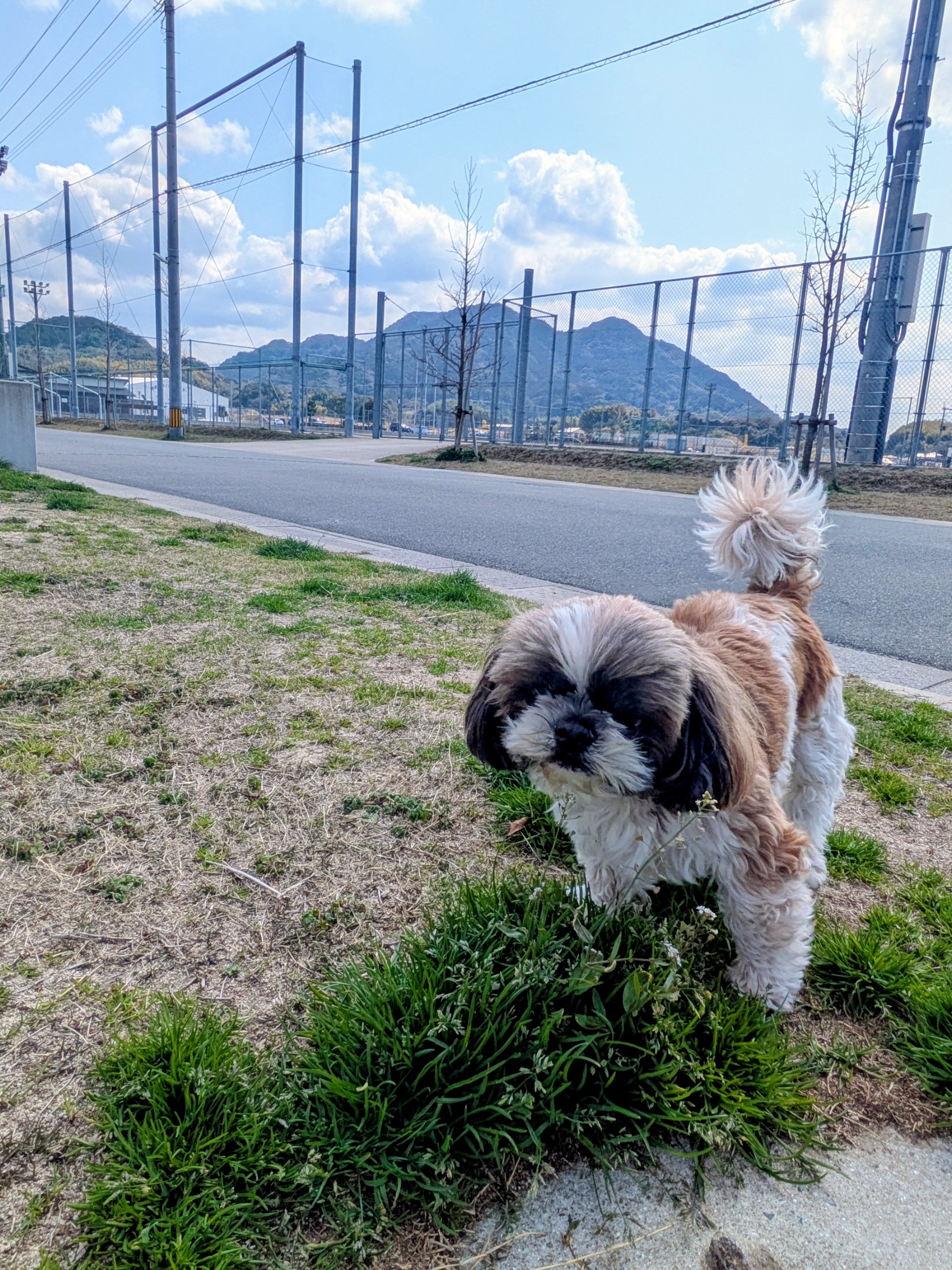 チャメと買い出し