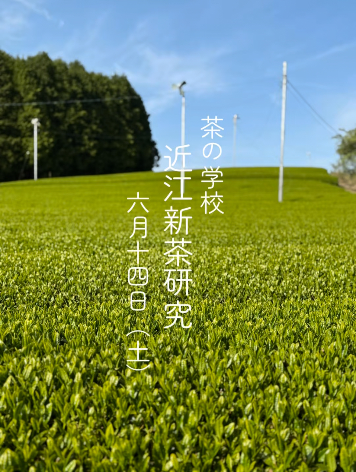 茶の学校「近江新茶研究」6月14日(土)開催します