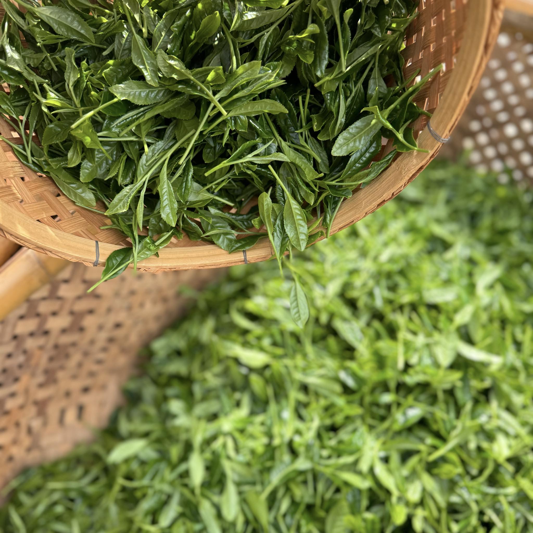 中山の近江新茶