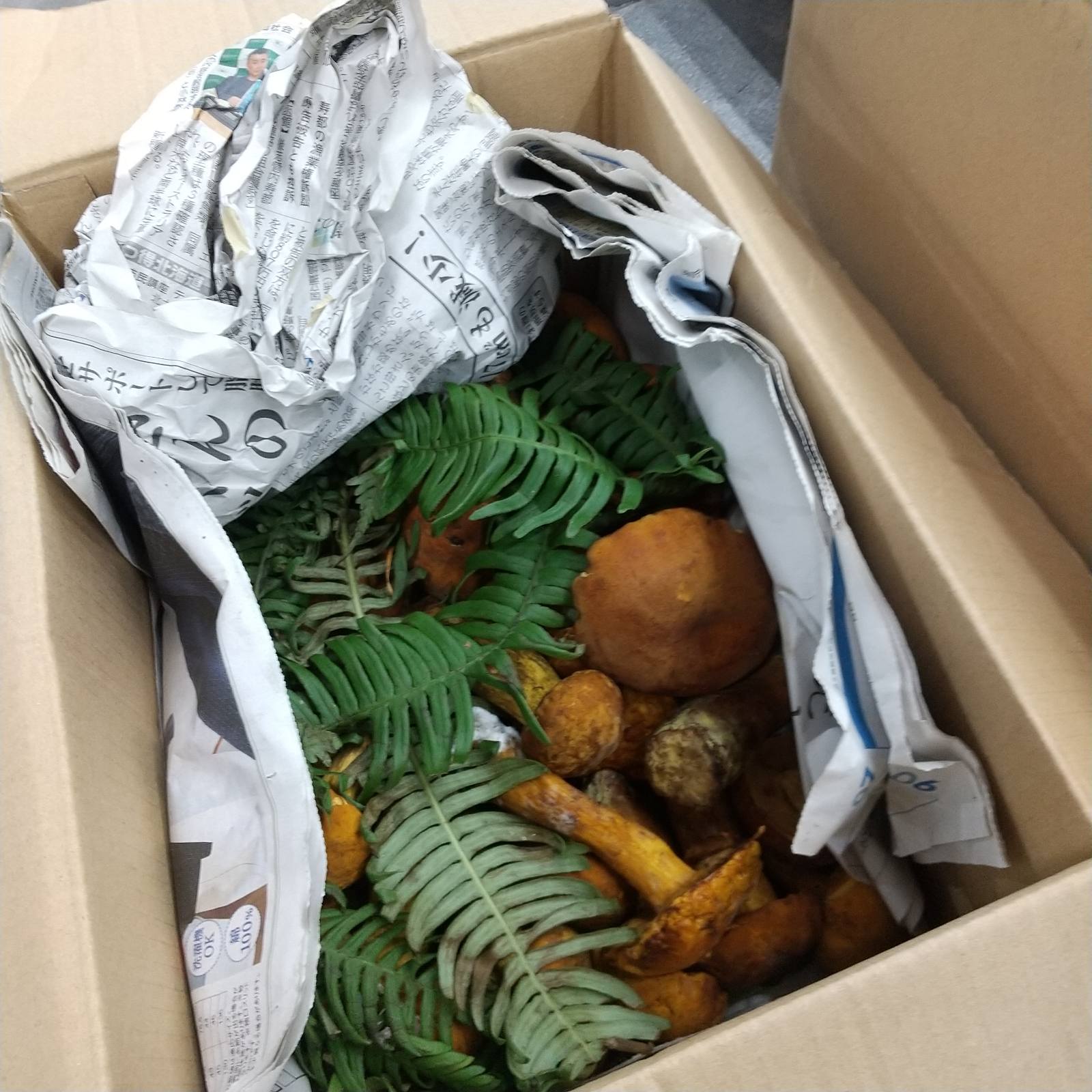 天然きのこの入荷が始まりました!