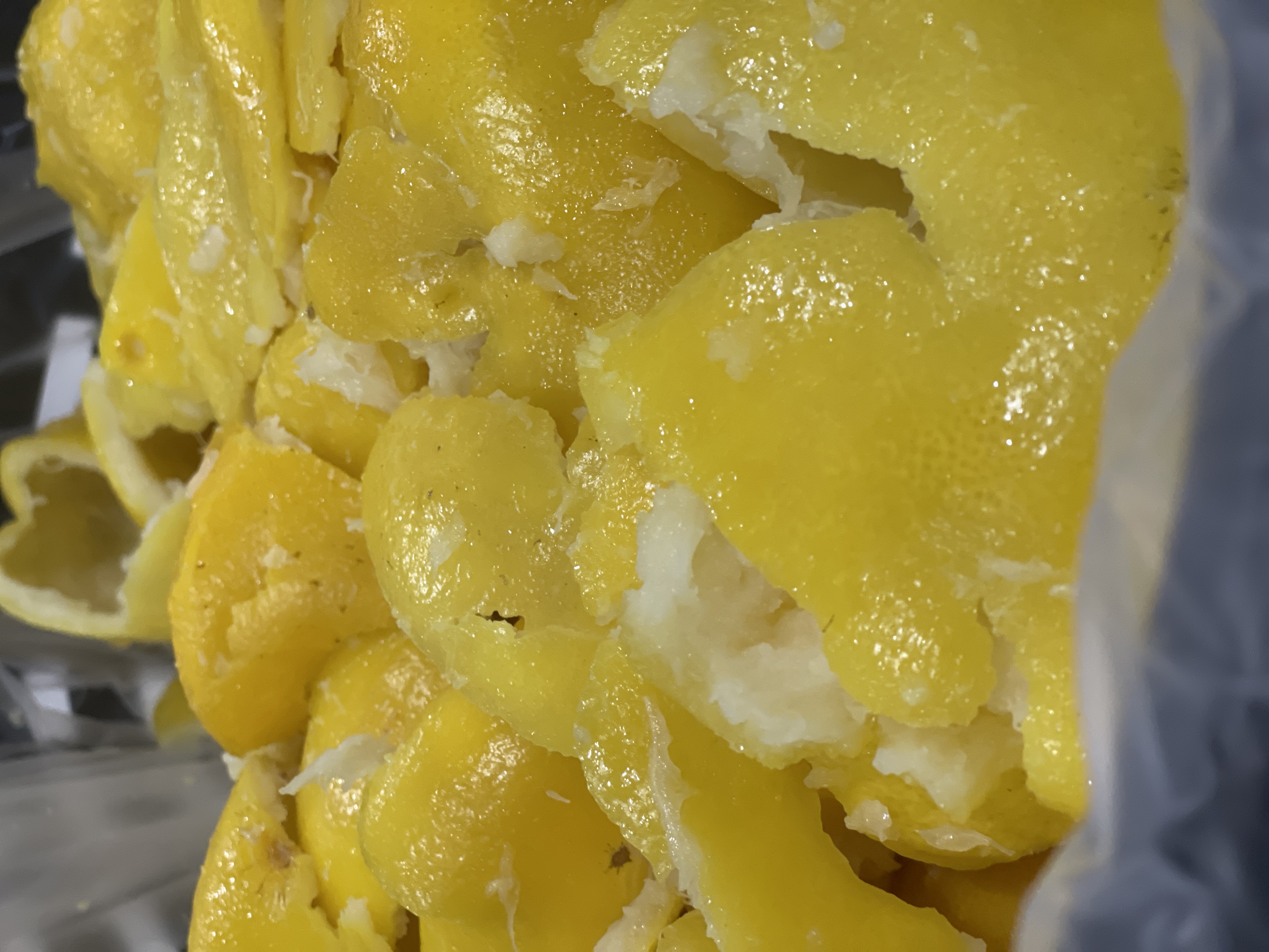 ニューサマーオレンジ（伊豆稲取産）精油を蒸留しました