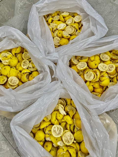 初・伊豆天城産のユズ精油の蒸留