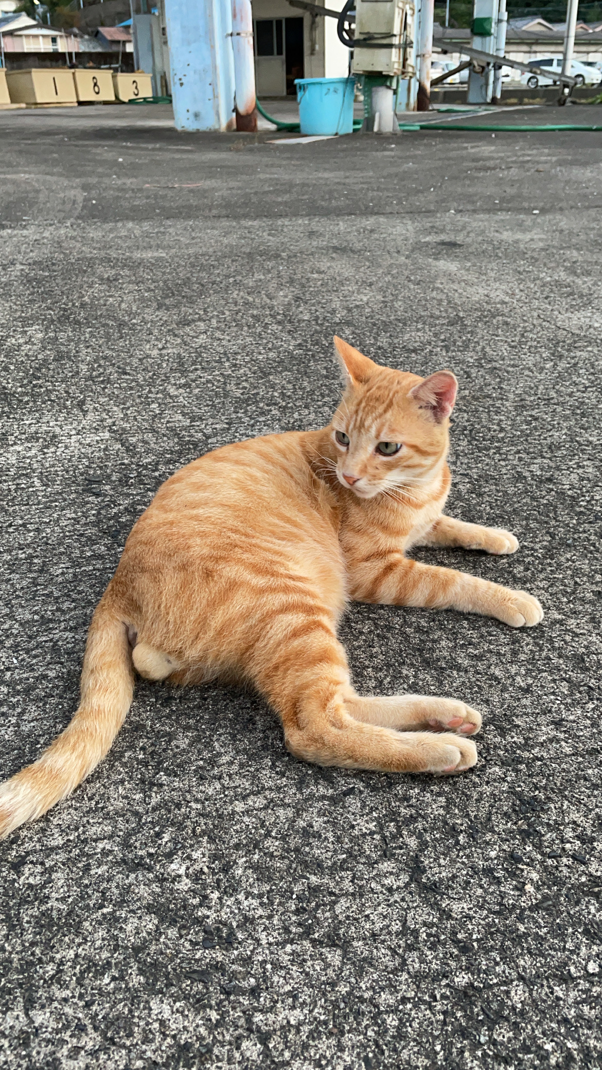 😻可愛い猫ちゃんに癒される😻