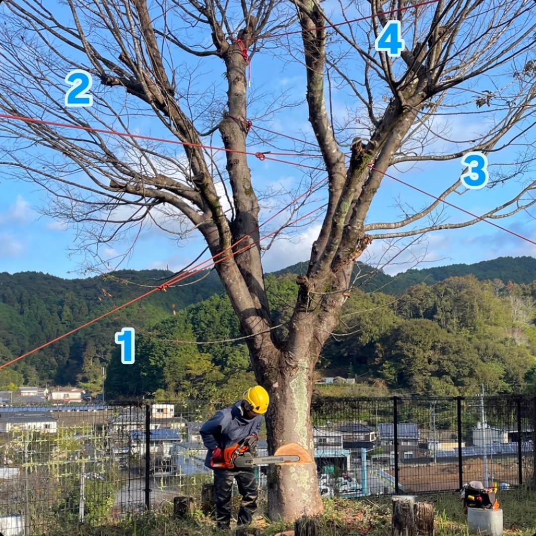 高知県佐川町にて　住宅のすぐ近くの大木を伐採しました