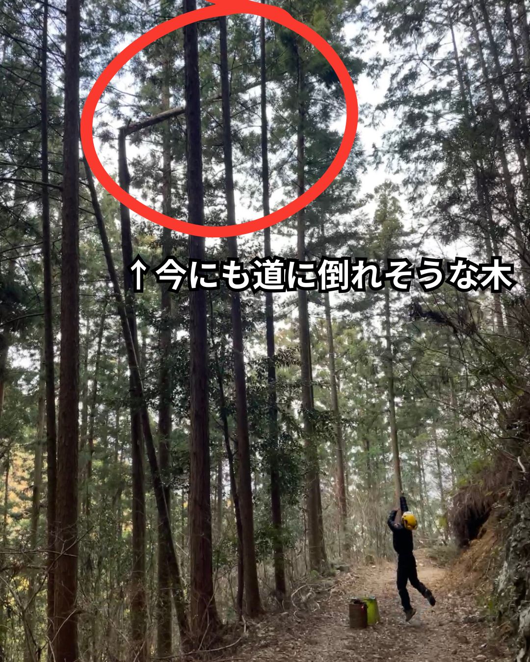林道の、折れそうな木を落としました