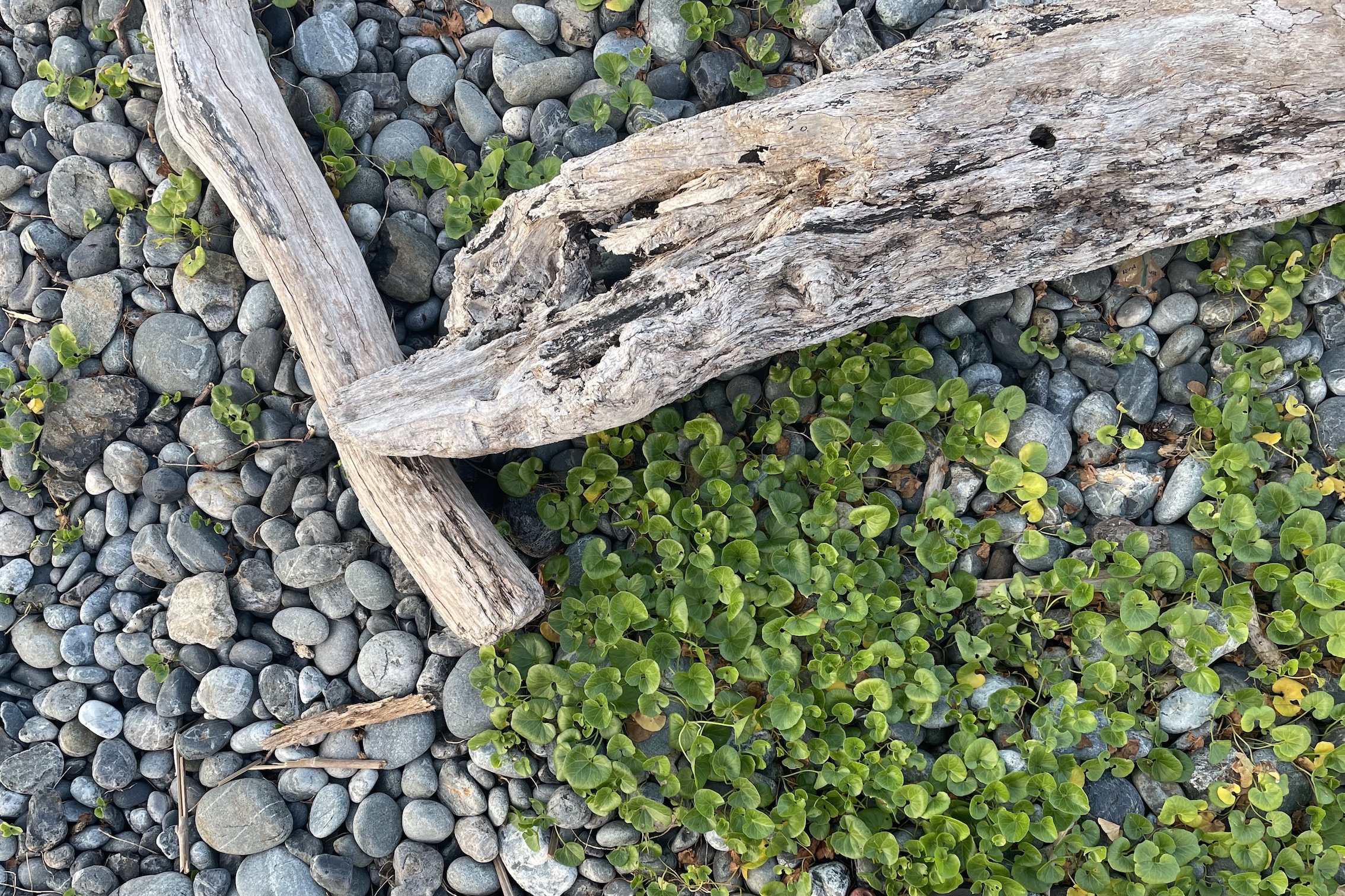 海へ