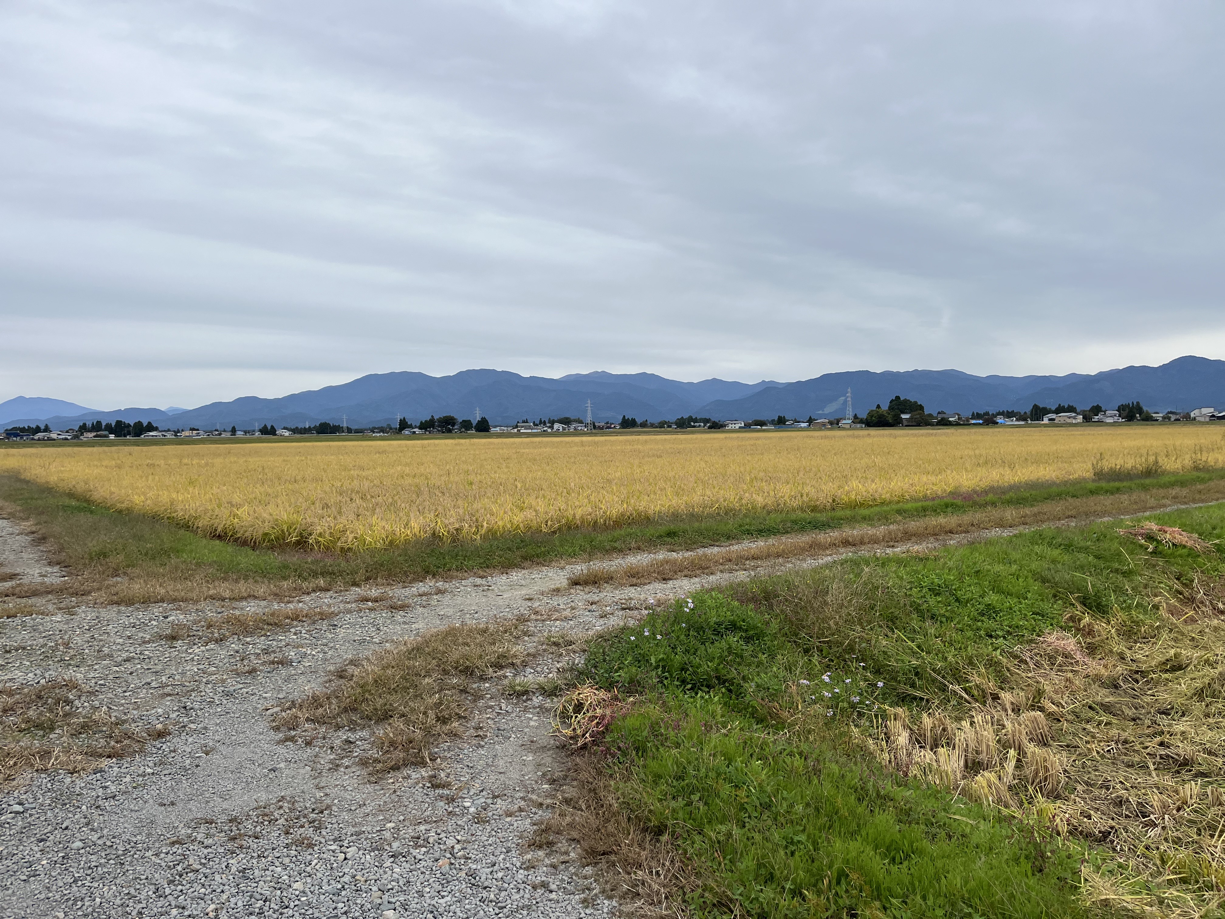 いよいよ稲刈りです。