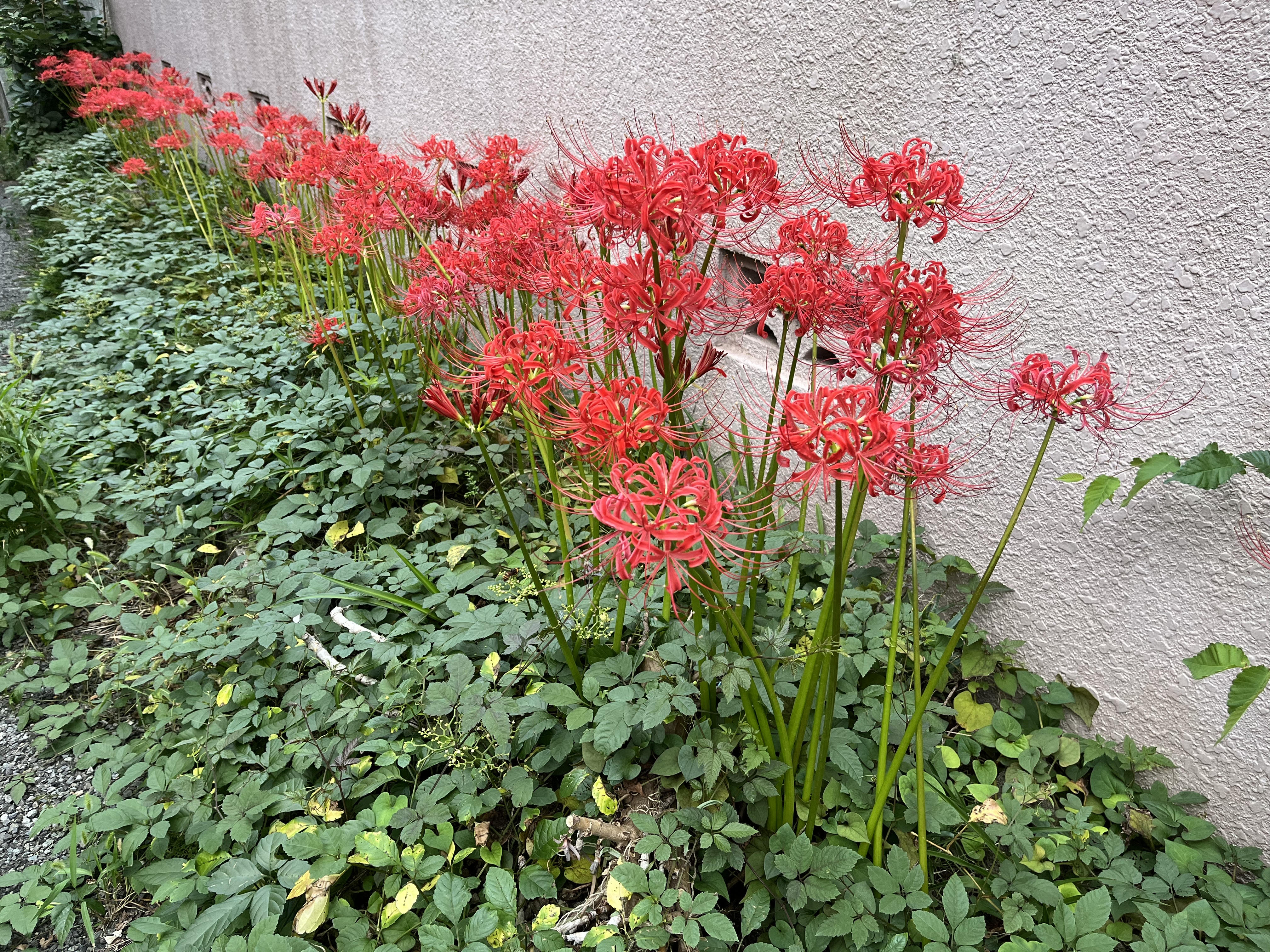 季節は収穫の秋に向かっていります