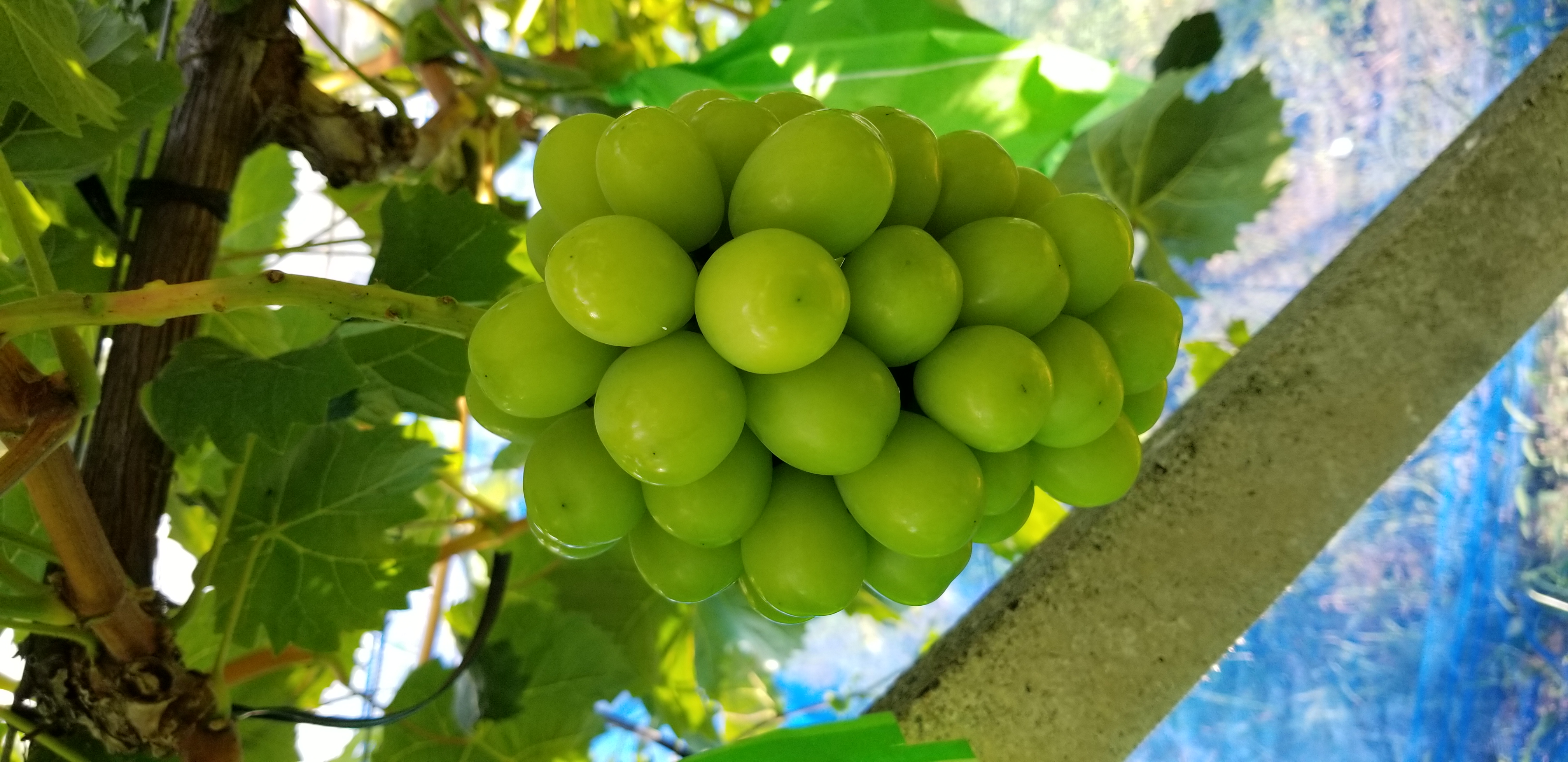 今シーズンのぶどう🍇販売は終了いたしました。