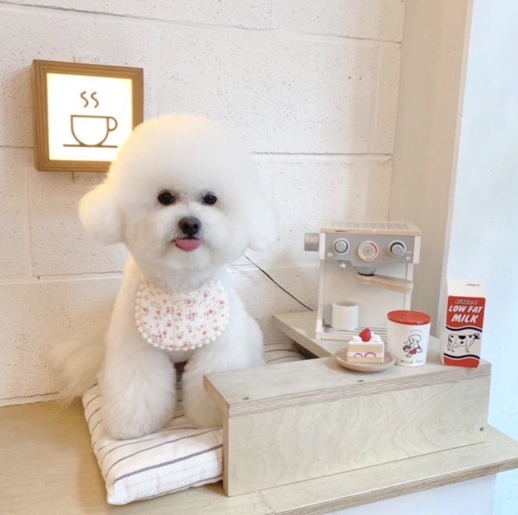 韓国ブランドのスタイを販売開始